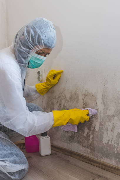 Best Comprehensive Air Testing for Mold Contaminants  in Holladay, UT